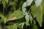 Loomis' mountainmint